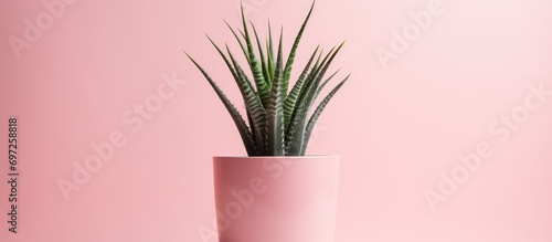 Aloe vera potted plant in pink pot for indoor use.