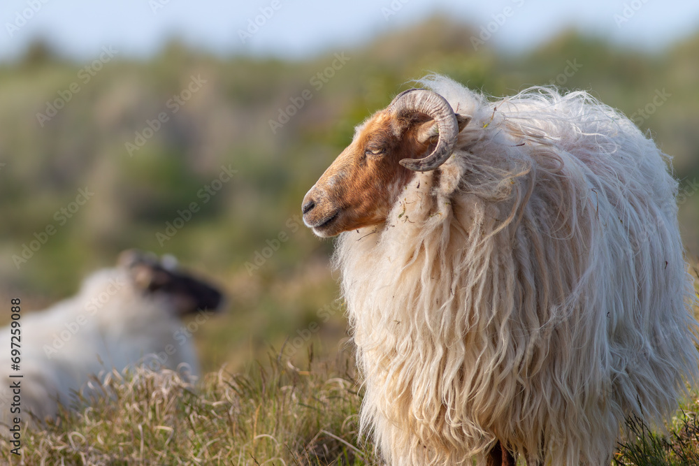 Rare breed Drenthe heath sheep in the dunes of the coast Rare breed Drenthe heath sheep in the dunes of the coast