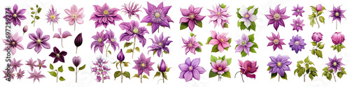 Clematis Hyperrealistic Highly Detailed Isolated On Transparent Background Png File