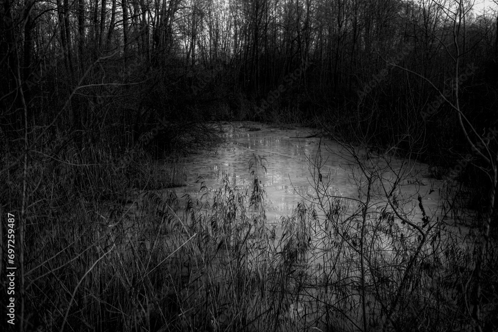 Branches of trees in the cold and flood forest in black and grey tone. Despair and hopeless concept - obrazy, fototapety, plakaty 