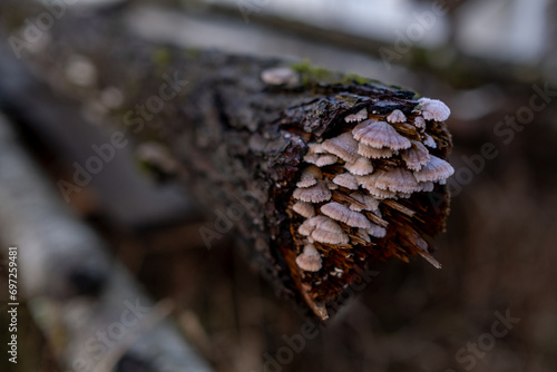 Little mushrooms group (Schizophyllum commune) on tree trunk