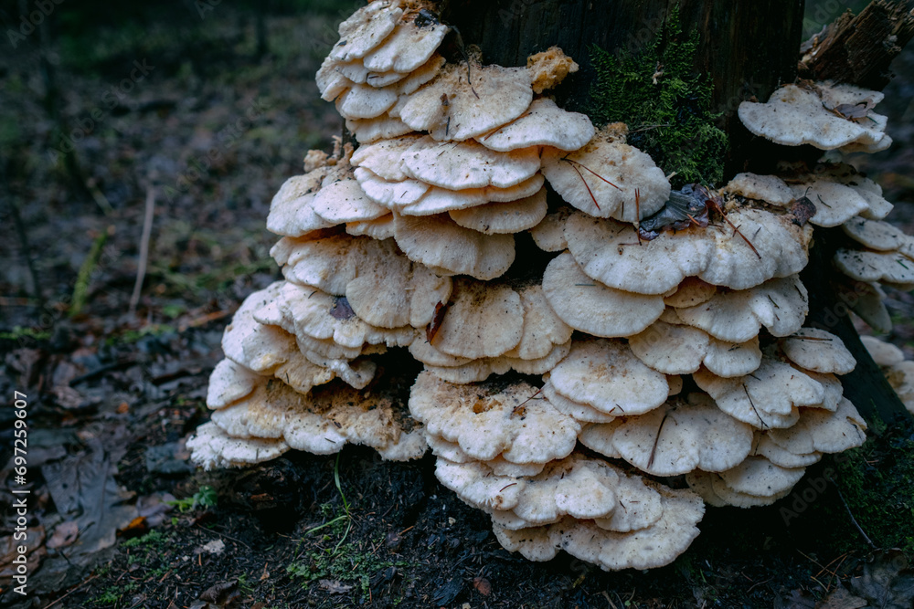 Climacocystis borealis growing on wood Climacocystis borealis growing on wood