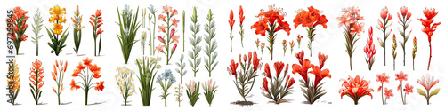 Crocosmia Hyperrealistic Highly Detailed Isolated On Transparent Background Png File