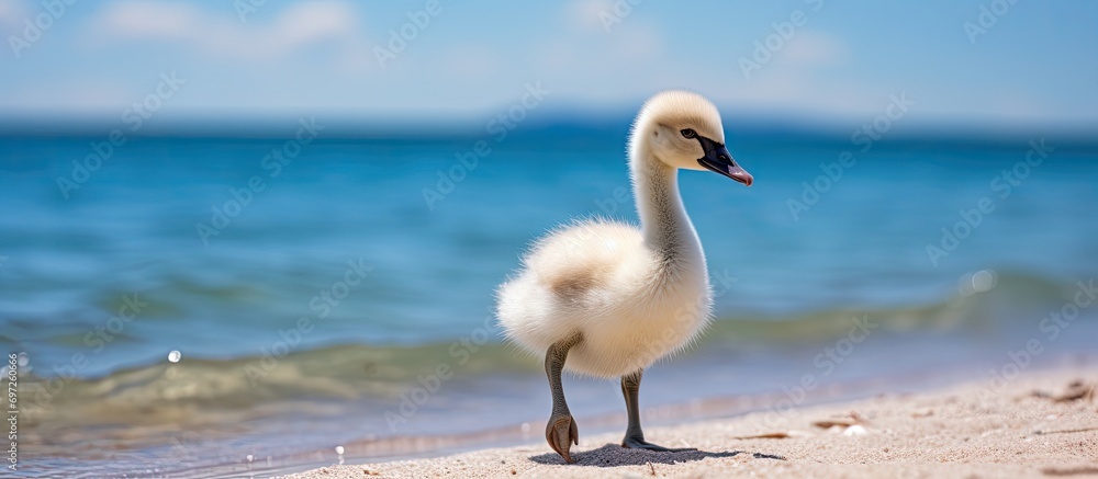 Close-up photo of a young brown swan chick walking near blue Baltic sea waters with high resolution. Mute swan, scientifically known as Cygnus olor.