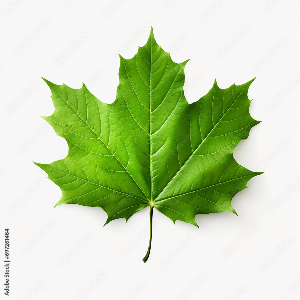 Green maple leaf isolated on a white background