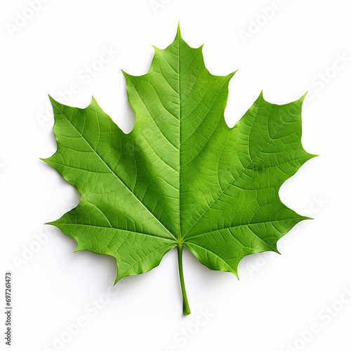 Green maple leaf isolated on a white background photo