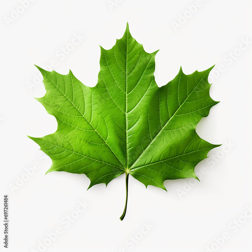 Green maple leaf isolated on a white background