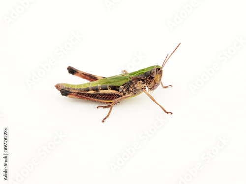 The meadow grasshopper. Green prairie grasshopper. Pseudochorthippus parallelus © Macronatura.es