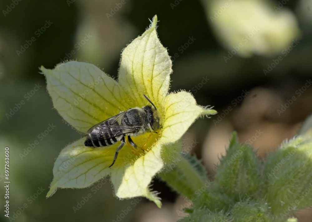 The genus Megachile is a cosmopolitan group of solitary bees, often called leafcutter bees or leafcutting bees, Crete The genus Megachile is a cosmopolitan group of solitary bees, often called leafcutter bees or leafcutting bees, Crete