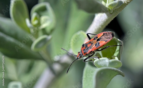 Corizus hyoscyami is a species of scentless plant bug belonging to the family Rhopalidae. It is commonly called the cinnamon bug or black and red squash bug photo