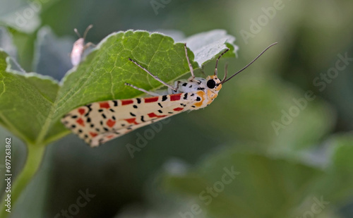 Utetheisa pulchella, the crimson-speckled flunkey, crimson-speckled footman, or crimson-speckled moth, is a moth of the family Erebidae, Crete photo