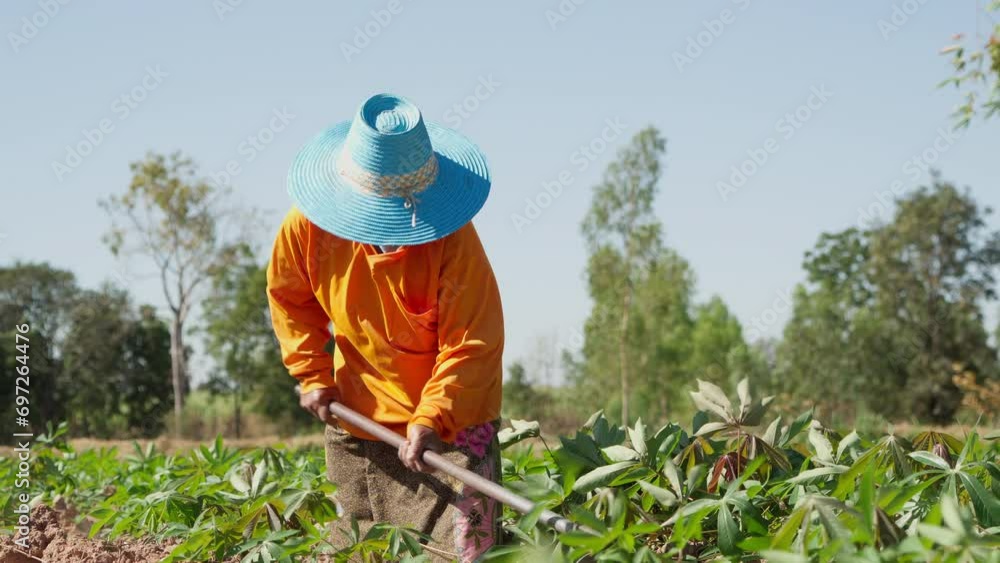 Farmers eliminate weeds in cassava fields during the dry season in Thailand. Mowing the weeds in the cassava field. Footage B roll