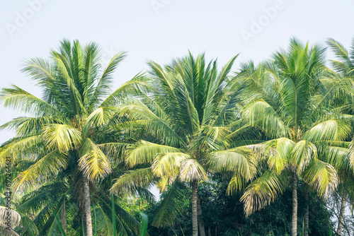 Beautiful green palm leaf isolated on white background  Coconut palm trees  beautiful tropical background