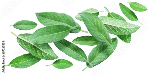 Collection of green sage leaves on white background. File contains clipping paths.