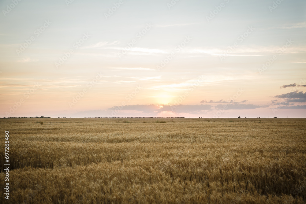 Large yellow field with wheat at sunset