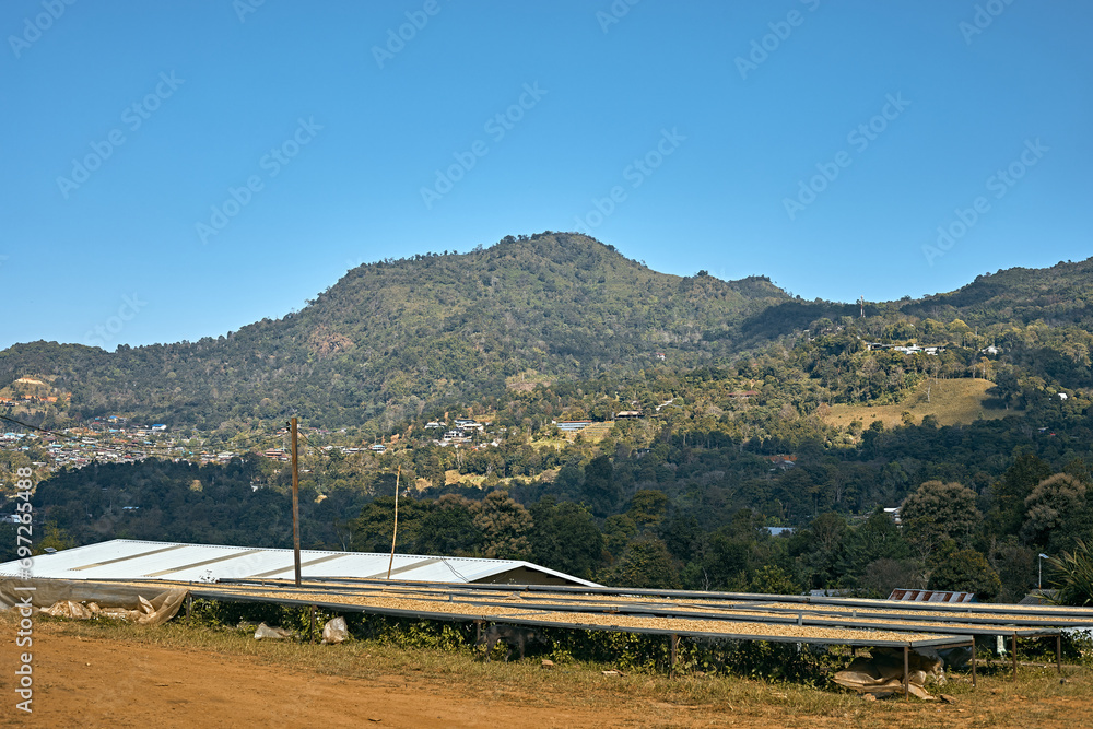 Raw coffee beans, coffee drying process on shelf natural sunlight plantation at factory community Raw coffee beans, coffee drying process on shelf natural sunlight plantation at factory community