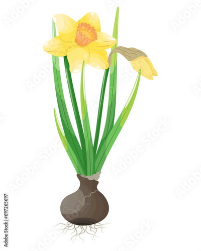 Narcissus flower in pot isolated on white background. Vector illustration.