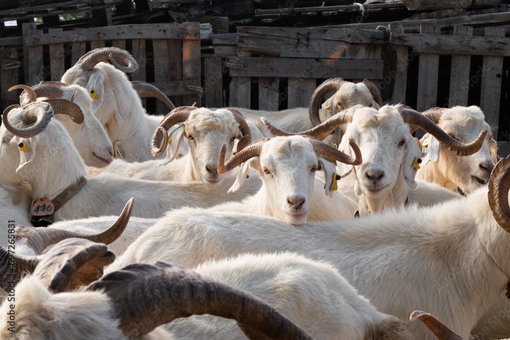 Goats standing in their enclosure in the goat farm