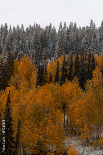 First Snowfall of the Season Colorado Landscape Yellow Autumn Aspen Colors with Snow on Ground.