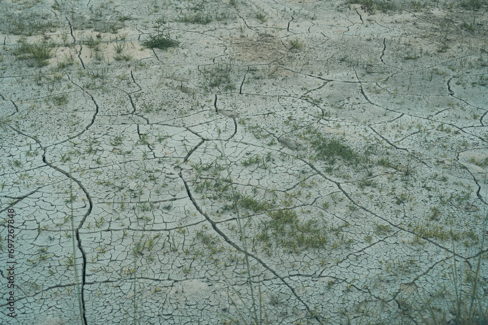 Fototapeta premium Resilience of Nature: Dry Cracked Paddy Field 干上がった田んぼ 干魃 干ばつ
