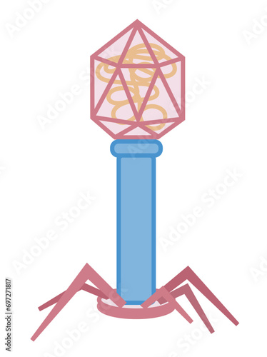 The structure of a typical myovirus bacteriophage diagram.
