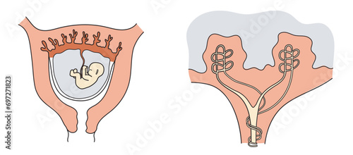 Vector illustration of uterus with foetus and associated organs during pregnancy.