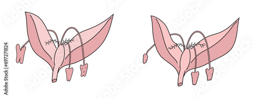 Pollination of wind pollinated flower diagram.