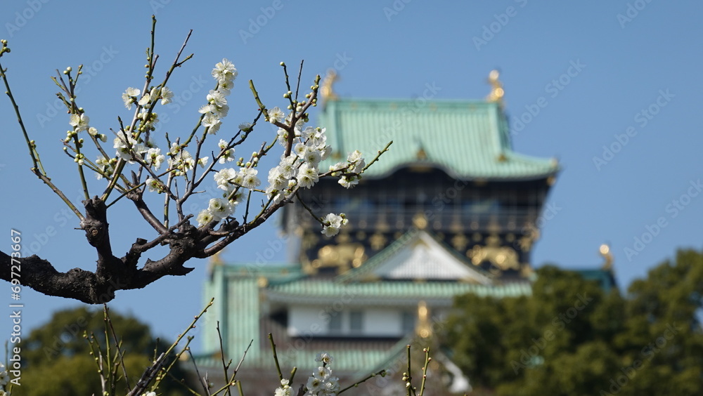 Fototapeta premium 大阪城公園の梅林