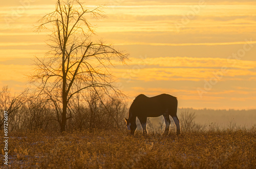 A Clydesdale horse silhouette standing in an autumn meadow at sunset