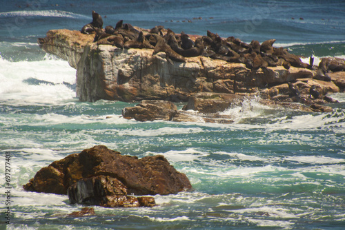 View of some sea lion on the famous Cape of Good Hope in South Africa	