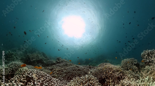 Underwater coral scene, colorful tropical fish and corals. Underwater world life landscape. photo