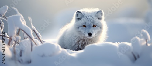 Arctic fox in snowy winter in Chukotka, Siberia, Far East Russia. photo