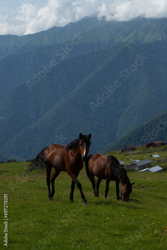 Caucasus mountains Azerbaijan. A sunny day. Animals and village