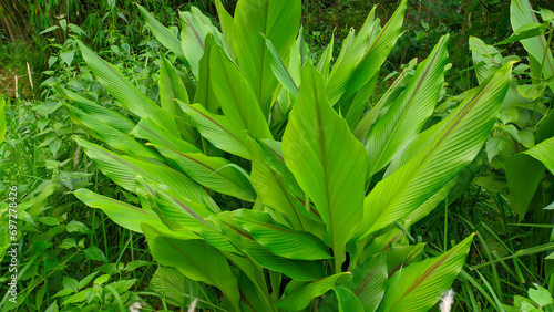 green turmeric or Curcuma longa leaves photo