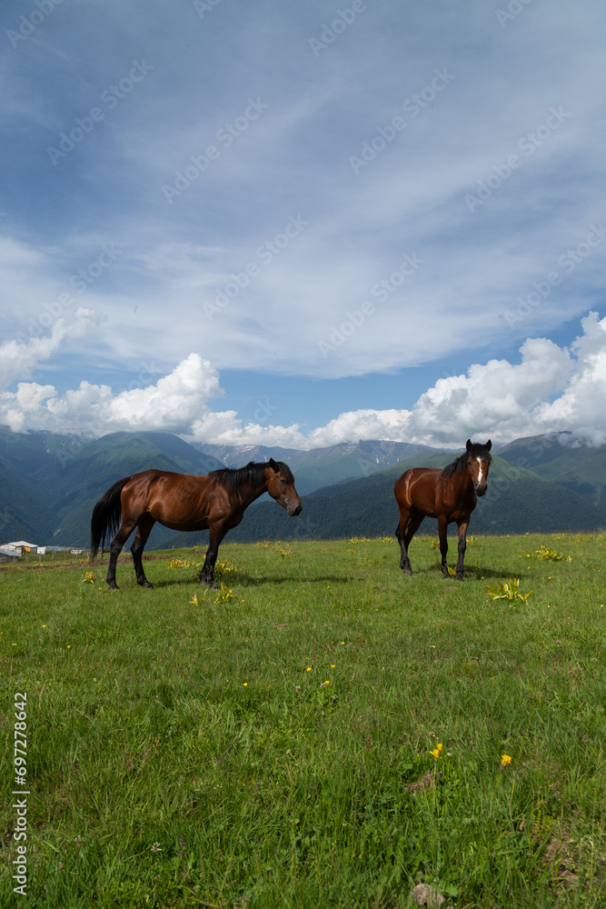 Caucasus mountains Azerbaijan. A sunny day. Animals and village Caucasus mountains Azerbaijan. A sunny day. Animals and village