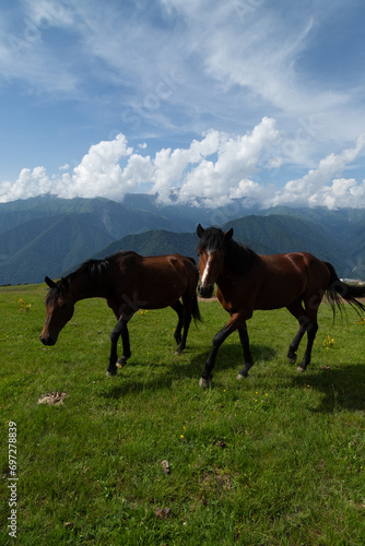 Caucasus mountains Azerbaijan. A sunny day. Animals and village