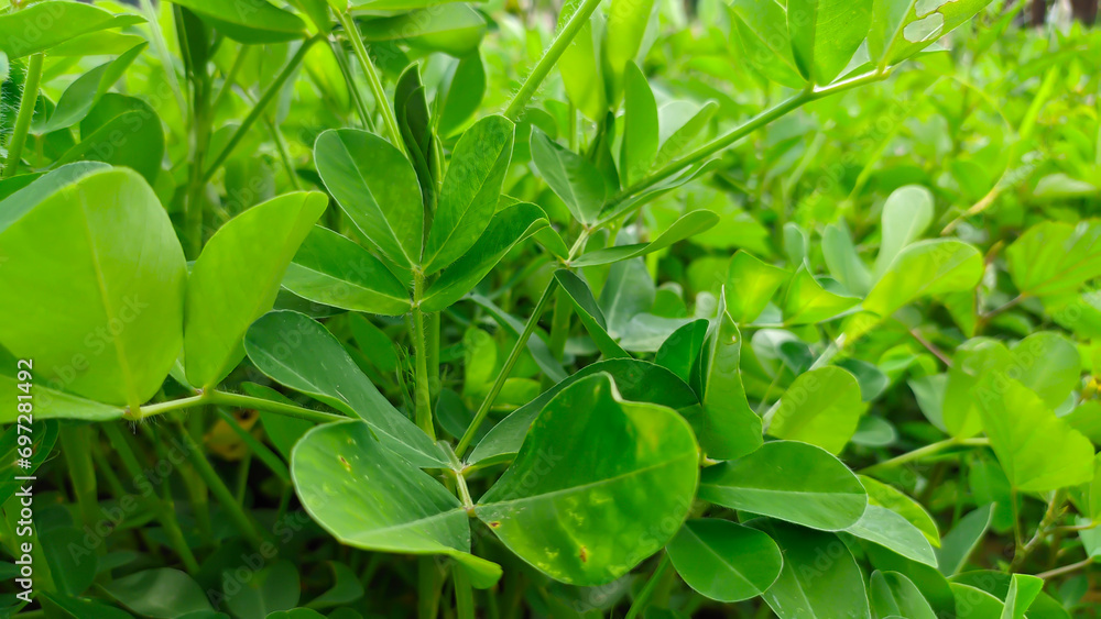 Peanut plants are members of the Leguminosae or Arachis hypogaea tribe Peanut plants are members of the Leguminosae or Arachis hypogaea tribe