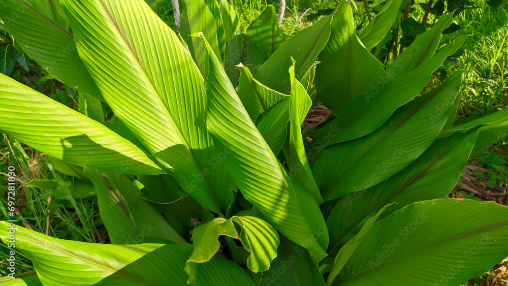 green turmeric or Curcuma longa leaves - obrazy, fototapety, plakaty 