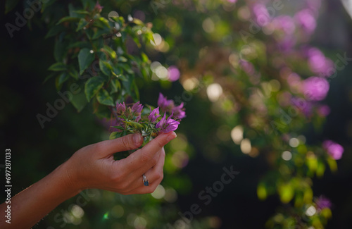 female hand delicately holds bougainvillea flowers, adding vibrant and graceful presence to natural surroundings. The flower's bright colors are beautiful contrast to park's lush greenery.