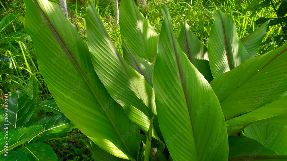 Fototapeta premium green turmeric or Curcuma longa leaves