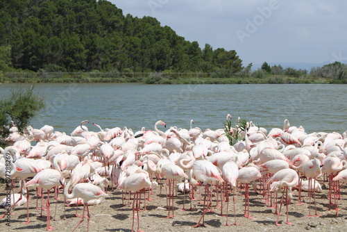 Pink Flamingos from the Réserve fricaine de Sigean photo