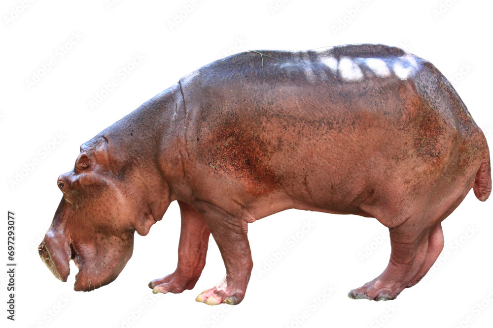 Big hippopotamus on a white background. Big hippopotamus on a white background.