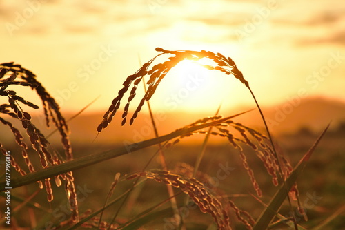 朝の田園風景（新潟県）