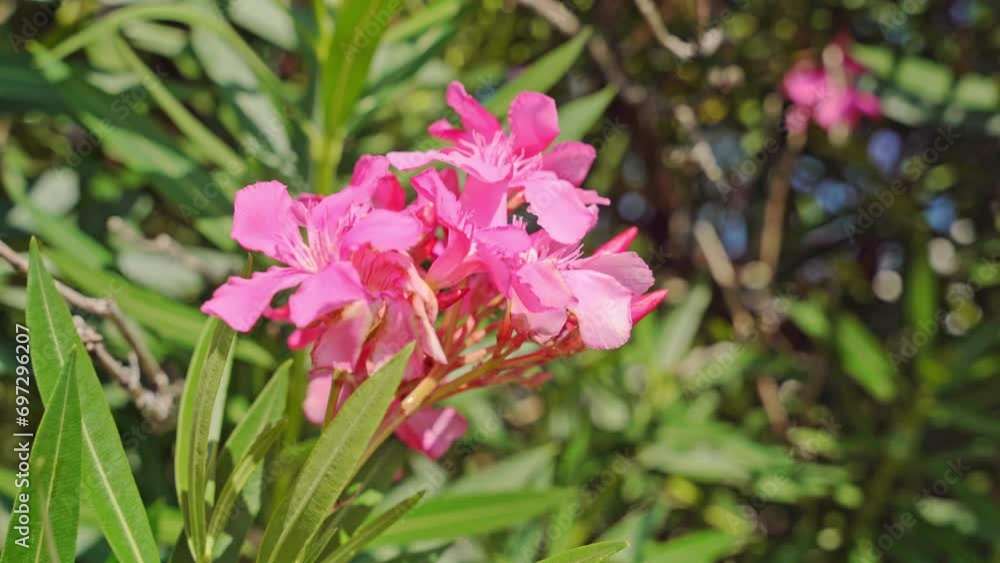 Unopened bud of Nerium oleander close-up of branch against the blue sky slowly sways in the wind Delicate poisonous plant Spring, flowering trees revitalizing nature Relaxing walk in a blooming park Unopened bud of Nerium oleander close-up of branch against the blue sky slowly sways in the wind Delicate poisonous plant Spring, flowering trees revitalizing nature Relaxing walk in a blooming park