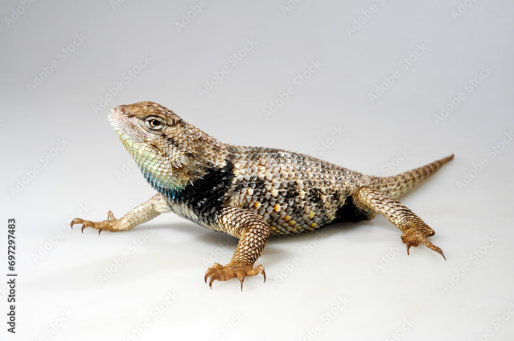 Naklejka premium Wüsten-Stachelleguan // Desert Spiny Lizard (Sceloporus magister)