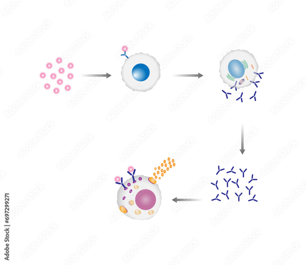 Anaphylactic reaction, allergic reaction, Autoimmune disorders, allergy and anaphylaxis. Mast cells, b cell, basophils and IgE antibodies are in involved in Anaphylactic reaction. Anaphylactic reaction, allergic reaction, Autoimmune disorders, allergy and anaphylaxis. Mast cells, b cell, basophils and IgE antibodies are in involved in Anaphylactic reaction.
