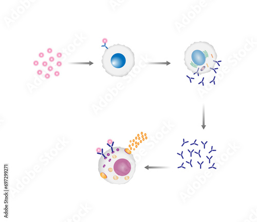 Anaphylactic reaction, allergic reaction, Autoimmune disorders, allergy and anaphylaxis. Mast cells, b cell, basophils and IgE antibodies are in involved in Anaphylactic reaction.