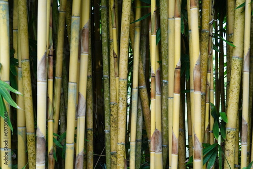 The background is made of bamboo.