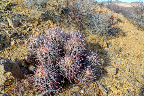 Echinocactus polycephalus, Cottontop Cactus, Many-headed Barrel Cactus, Cannonball Cactus. Cacti in the Arizona desert. photo