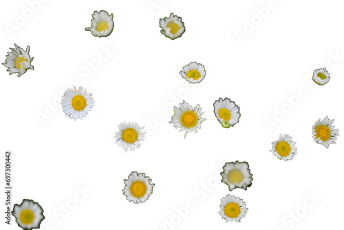 chamomile isolated on white background  full depth of field